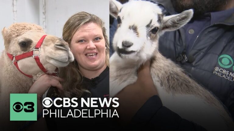 Meeting Elsa the baby goat and Cairo the camel at the Greater Philadelphia Pet Expo