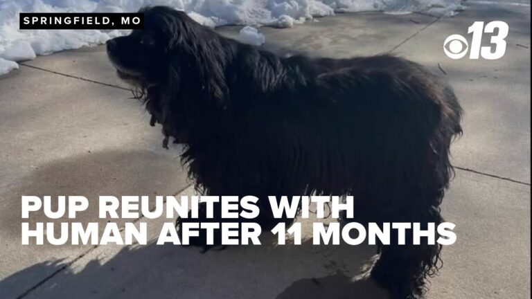 Dog reunited with human after almost a year apart – YouTube