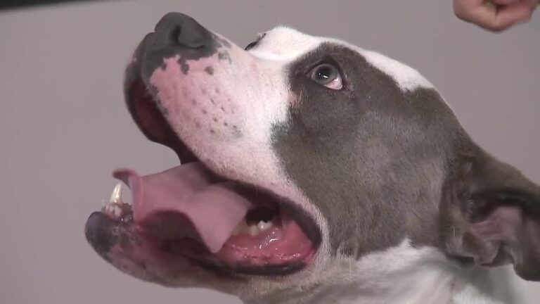 Everyday Pets with Last Hope Animal Rescue – YouTube