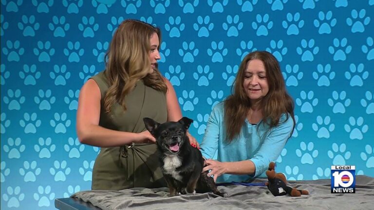 Humane Society of Broward seeks ‘furever’ home for Shadow, other furry friends – YouTube