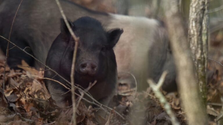 Posse of pigs take over neighborhood – YouTube