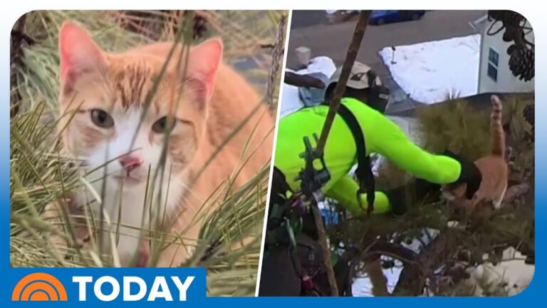 Adorable Cat Rescued After Being Stuck in Tree for 3 Days – YouTube