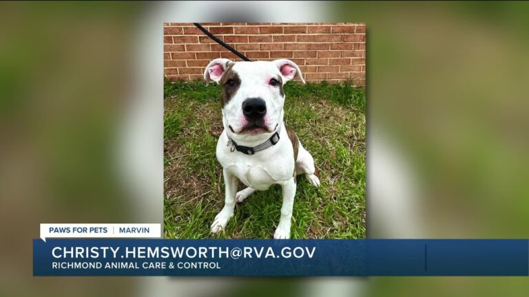 Paws for Pets: Marvin, a super cute guy who likes to snuggle – YouTube