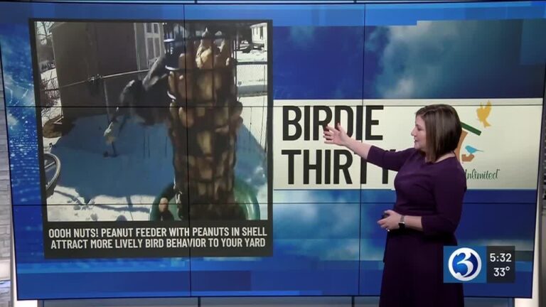 BIRDIE THIRTY: “Ooooh Nuts!! Peanut Feeder with Peanuts in Shell” – EWN at 5:30am on 3-7-2026