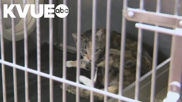 Austin-area shelters team up for ‘name your price’ event – YouTube