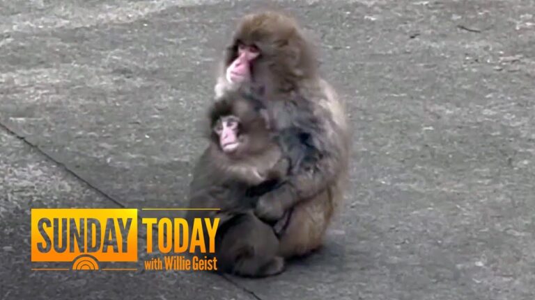 Punch the Monkey Makes New Friend at Japanese Zoo – YouTube