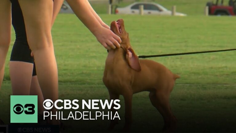 How genes can impact your bond with pets | Pet Project – YouTube