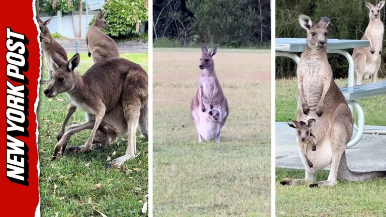 Adorable Joey Squeezes Into Kangaroo Mother’s Pouch – YouTube