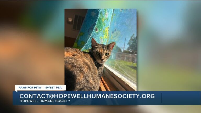 Paws for Pets: Sweet Pea, a quiet girl who also loves to play! – YouTube