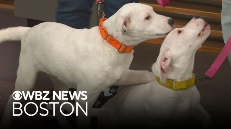 Dog found under porch up for adoption through Massachusetts shelter – YouTube