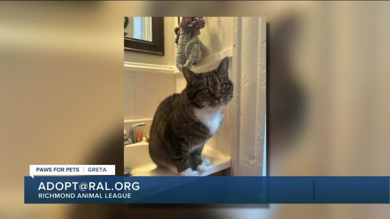 Paws for Pets: Greta, a confident, curious girl who can be independent – YouTube