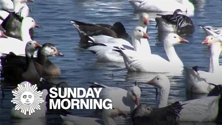 Nature: Snow geese in Missouri – YouTube