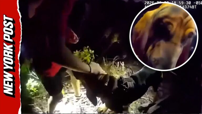 Watch Moment Missing Child With Autism is Rescued by K-9 Unit – YouTube