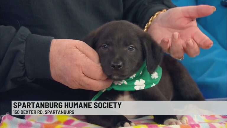 Pet of the Week: Cane – YouTube