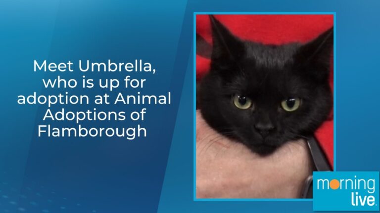 Meet Umbrella, who is up for adoption at Animal Adoptions of Flamborough – YouTube