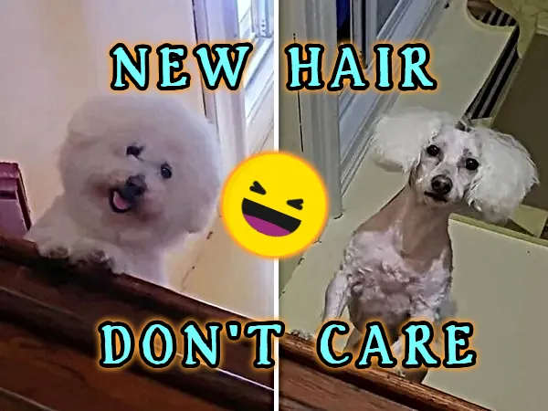 Pet Haircuts that were More than the Owners Bargained For – theCHIVE