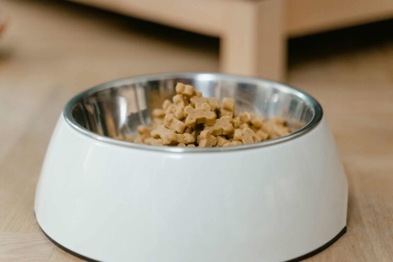 Major pet food brand recalls products over salmonella risk – LNN – Network News