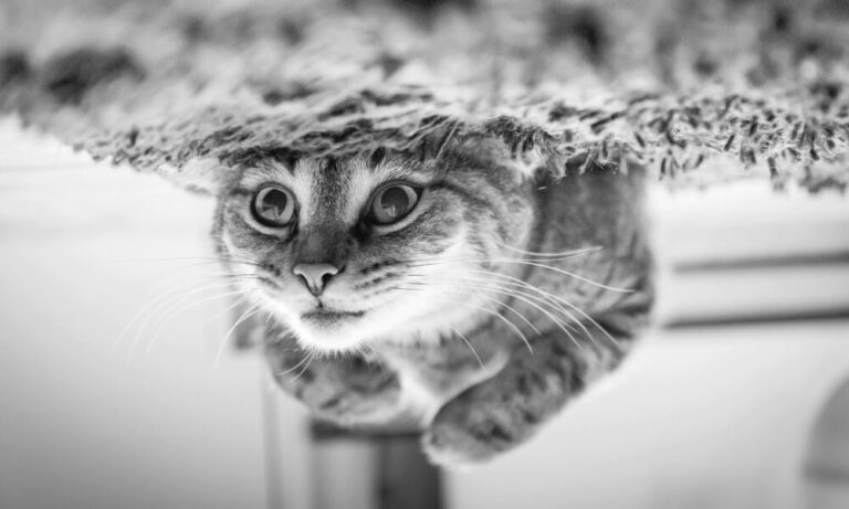 Salmonella Scare: NCC Recalls Bobtail, Catmor, Bonzo and Other Pet Foods – Joburg ETC