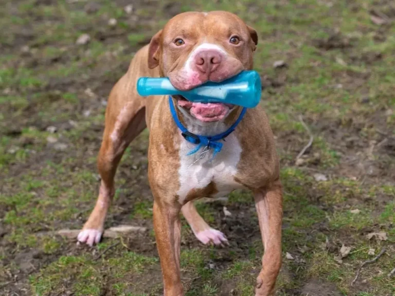 Meet Tomato Pie: Lower Bucks County’s Shelter Pet Of The Week | Bensalem, PA Patch