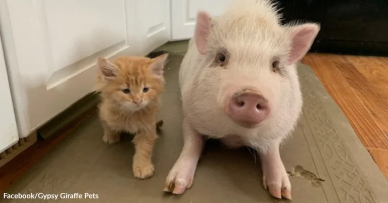 Kitten And Pig Form Unlikely Bond And Refuse To Be Apart | The Animal Rescue Site