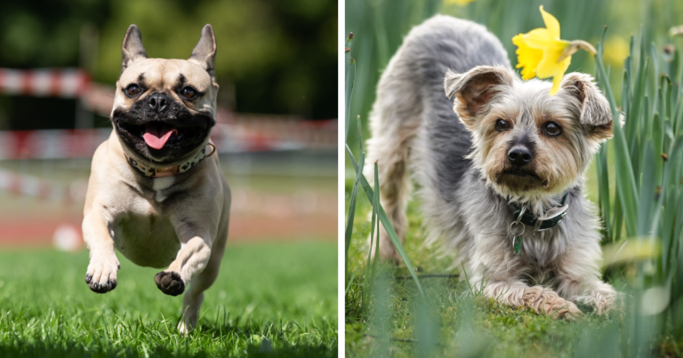 Reader’s Vote: Cutest Small Dog Breeds | Bored Panda