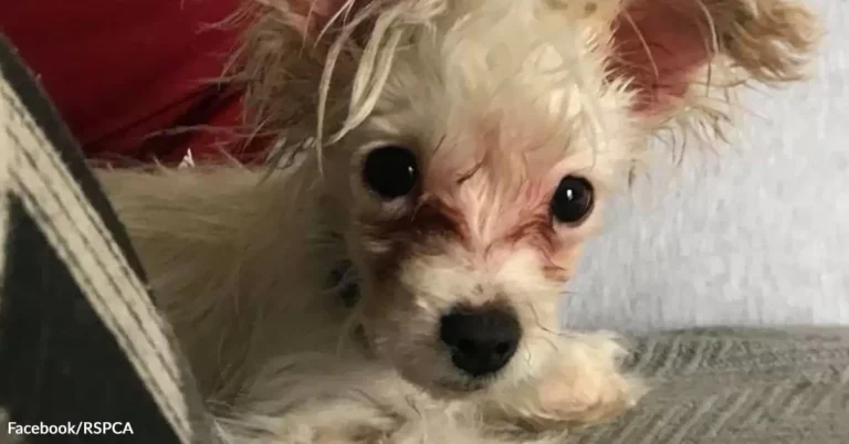 Special Needs Puppy Abandoned At Bar Finally Finds Loving Family – Animal Rescue