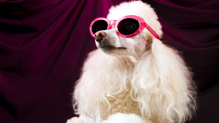 Most pampered pets in the US: See the top 10 states | LiveNOW from FOX