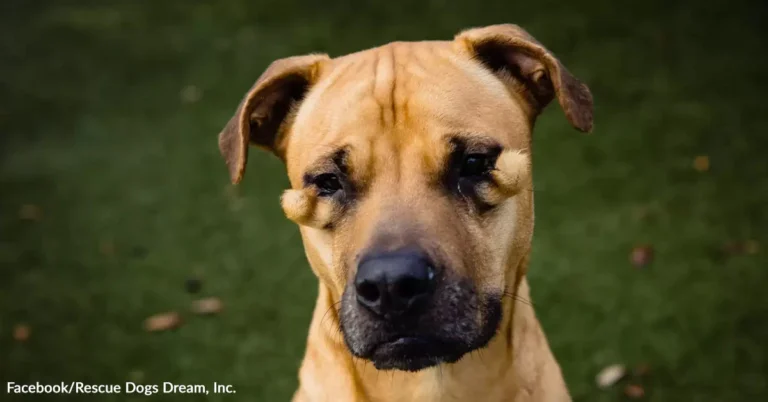 Shelter Dog Called Ugly Finally Finds Family Who Sees Her Beauty – Animal Rescue