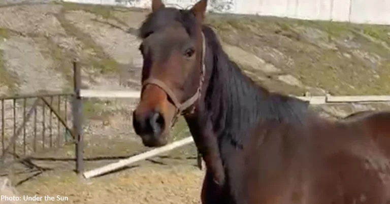 Senior Horse Abandoned in Ukraine Rescued Just in Time