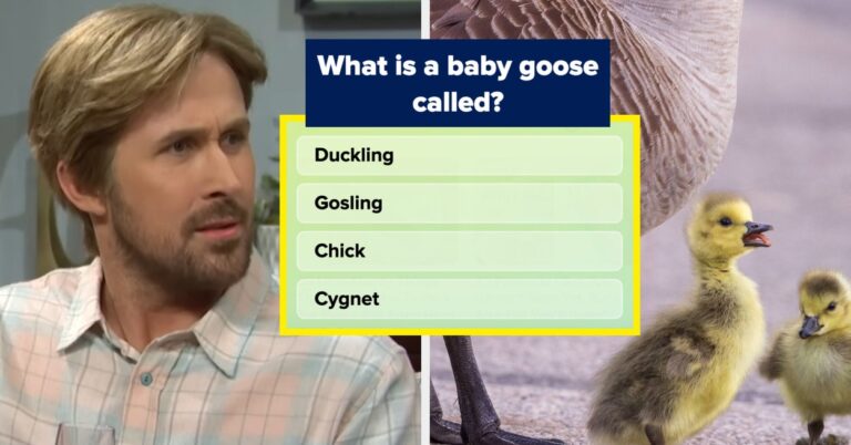 Test Your Baby Animal Knowledge With This Quiz – BuzzFeed