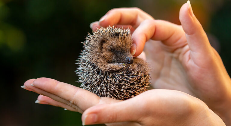 17 Adorable Pets That Are Off-Limits in Some States – AOL.com