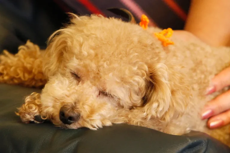 Is the $900 pet tax credit real? What you need to know about the ‘CARE’ law for owners