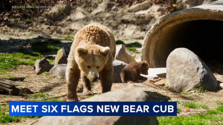 Six Flags welcomes new bear cub – Philadelphia – 6ABC