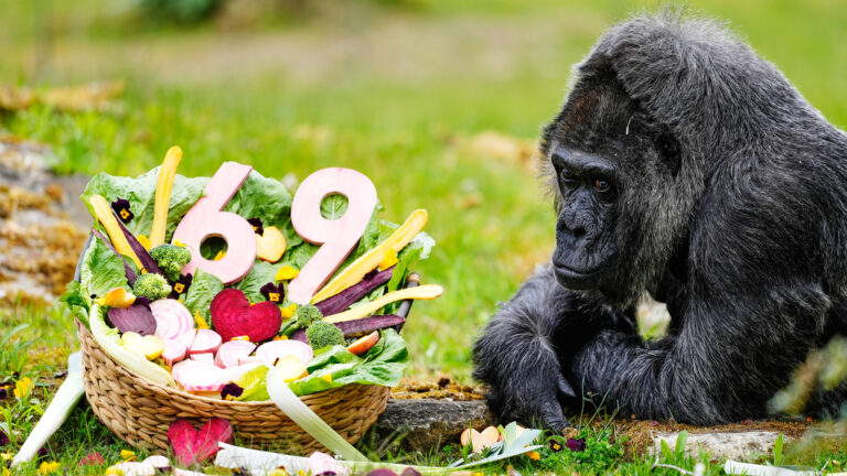 Happy 69th birthday to Fatou, the world’s oldest gorilla living in captivity – ABC7 Los Angeles