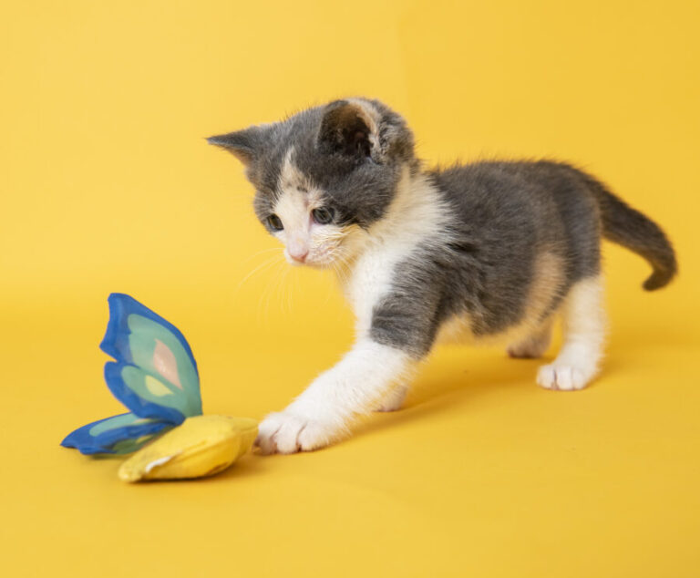 Boredom Busters These Dog & Cat Toys Can Boost Retail Sales in ߪ – Pet Age