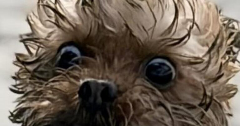 National Pets Day: Readers shared best pictures of their pets | The Mail