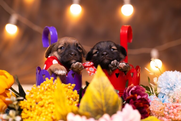 31 Adorable Easter Puppy Photos That Will Melt Your Heart – Parade Pets
