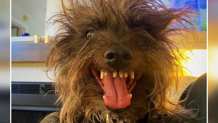 44 Adorable Pics Of Unhinged Pets Who Woke Up And Chose Absolute Chaos That Day