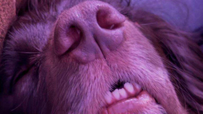 61 Dogs That Just Had To Be Turned Into Memes For Humans – AOL.com