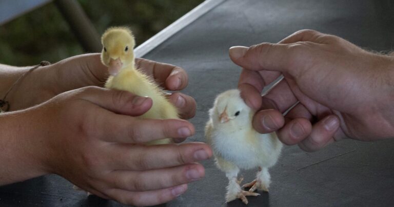 Cute but risky: Why you shouldn’t give baby ducks or chicks as a gift for Easter