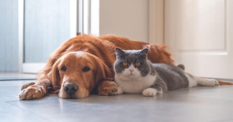 Pets | | timesdaily.com