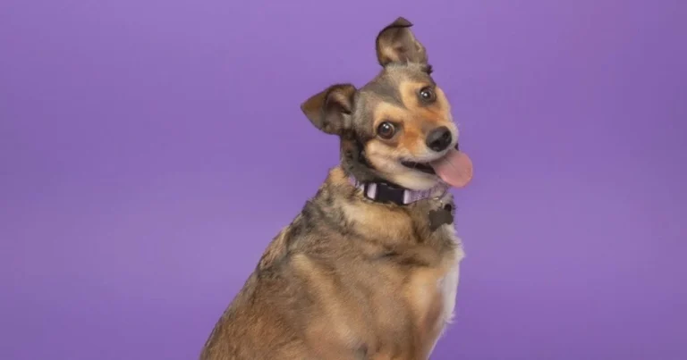 ‘Pooch Playoffs’ pits pets against each other for cutest title — and a cause | Butte County