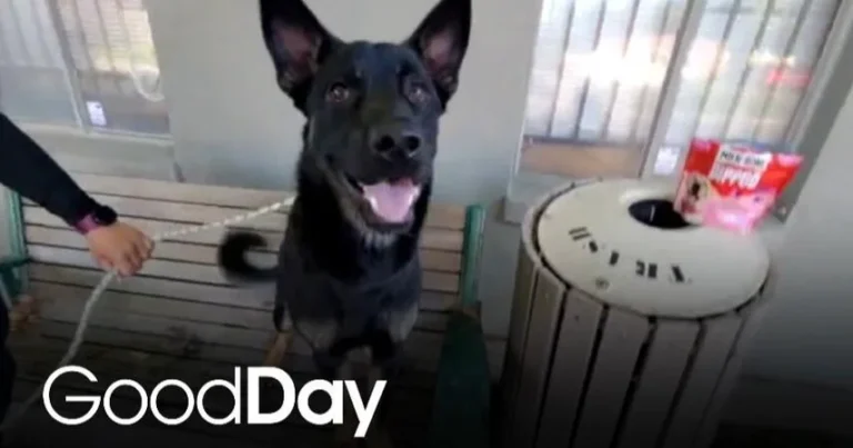 This adorable dog is looking for his forever home! | Pet of the Week – CBS News