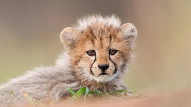 What makes a baby cheetah so cute? Meet our tournament champion. – USA Today