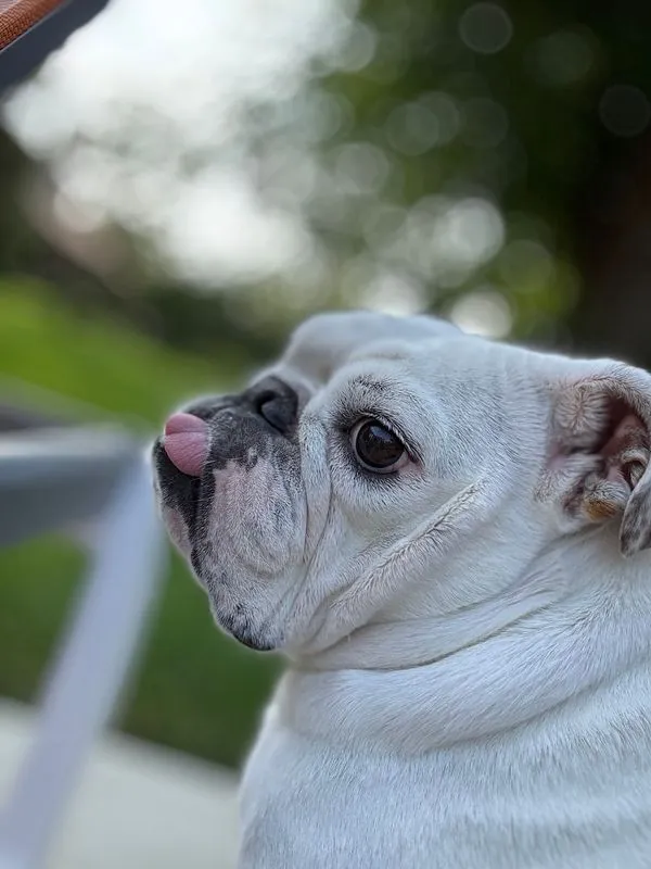 Meet America’s top 6 pet influencers