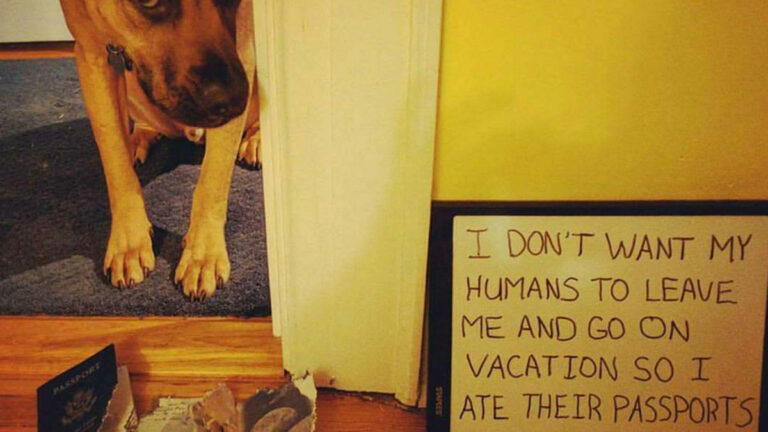 95 Adorable Pets Who Were Shamed For Breaking The Rules – AOL.com