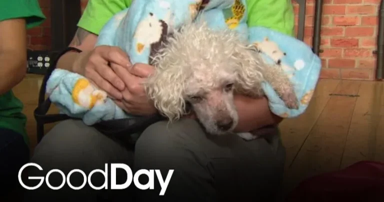 This adorable dog is looking for his forever home! | Pet of the Week – CBS News