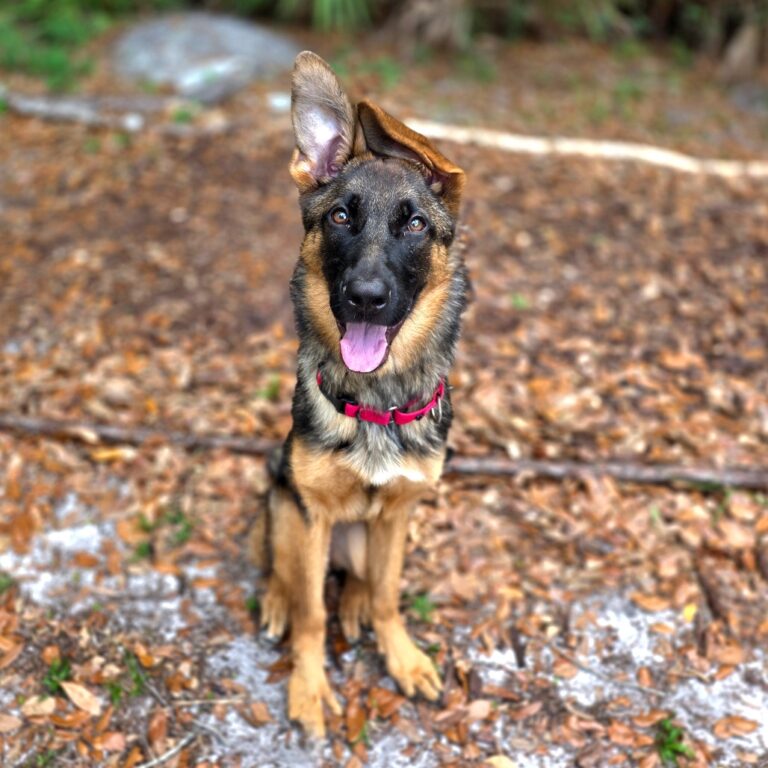 Pets of the Week: Animal Welfare League – Florida Weekly