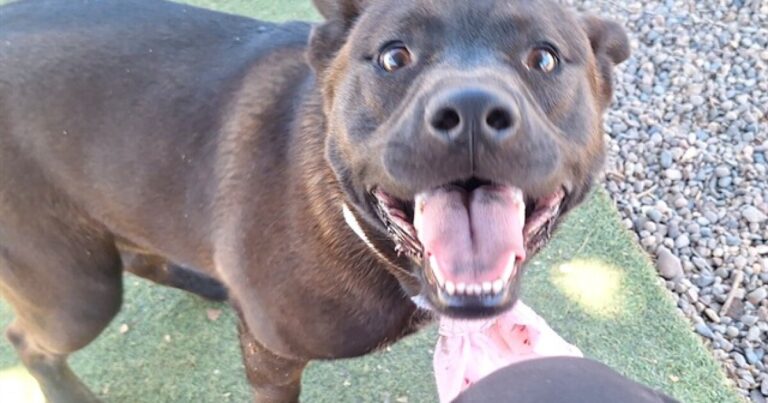 Adoptable pets from Arizona Humane, Maricopa County, HALO, AAWL and AZ Small Dog …