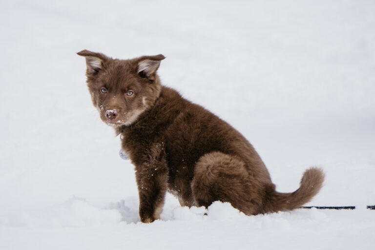 Adorable Farm Dog Puppy Learning How To Socialize With His Animal Siblings Is Simply Irresistible